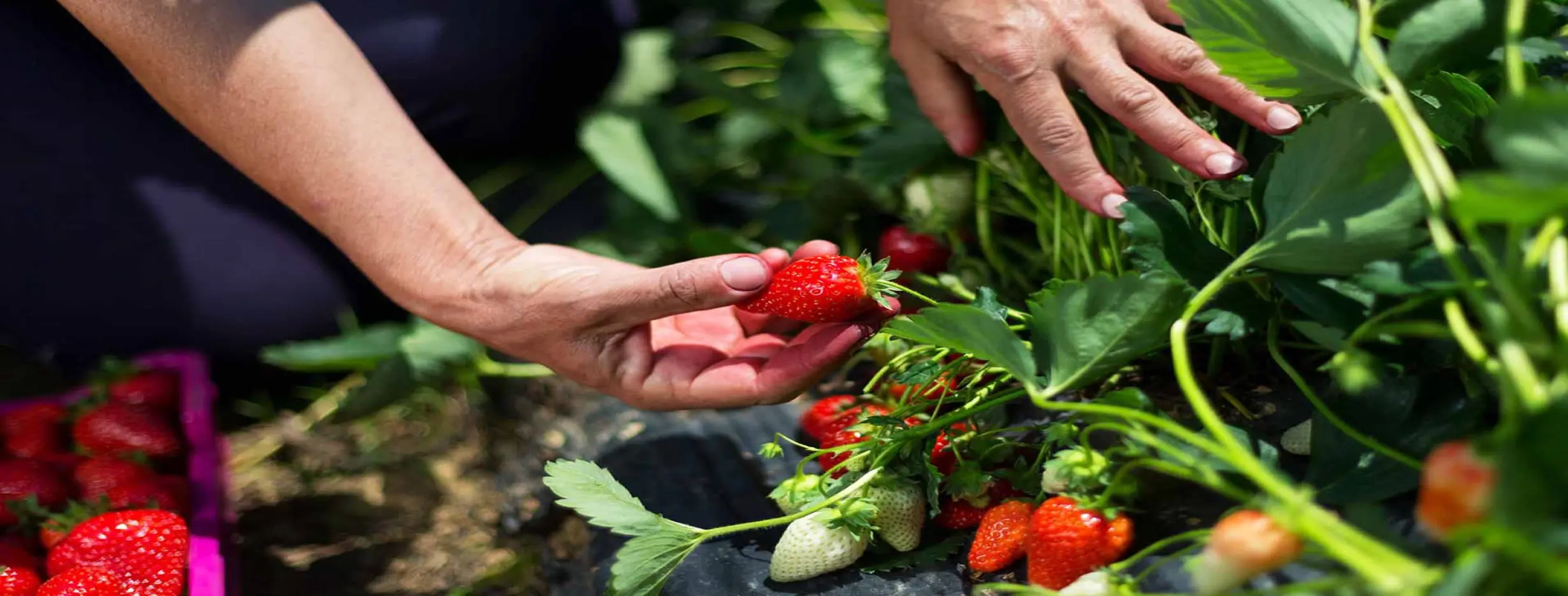 Image for Strawberry Picking